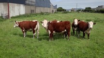 Curious Brown and White Holstein Friesian Cows Pushing Eachother and Coming Over, Northern Ireland