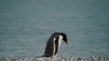 Gentoo Penguin Walking In The Beach In Isla Martillo, Tierra del Fuego, Argentina - Tracking Shot