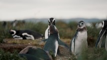 Magellanic Penguin Adult And Chicks Playing At Isla Martillo In Tierra del Fuego, Argentina. closeup shot