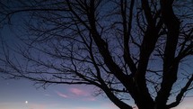 Blue night sky with stars moving over wild cherry tree crown silhouette in cold autumn evening nature after sunset time-lapse 
