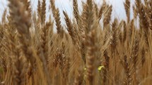Close up Of Golden Wheat Ears On Field Blowing In The Wind. - slow motion