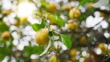 Yellow lemon Tree