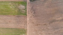 Aerial view of a pack of sheep, moving over bare farmlands, sunny, autumn day - top down, drone shot