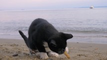 Stray cat found tasty fries at the beach