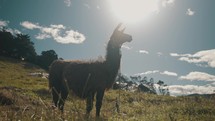 Silhouetted Brown Llama Standing In The Countryside Under The Bright Sun. - low angle	