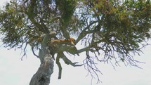 leopard in a tree 