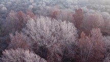 Frozen forest in the autumn morning
