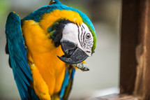 military macaw scratching