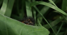 Caterpillar eating a green plant leaf during summer day.