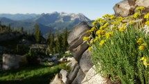 yellow mountain flowers 