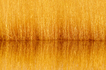 Warm Golden Reeds Reflecting on a Still Lake