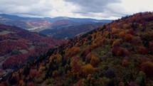 Aerial view from a drone, autumn trees in the forest coloured with colours, hilly forest landscape
