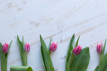 pink tulips on a white wood background 