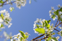 pear blossoms against a blue sky 