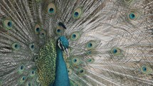 Close up shot of beautiful indian Peacock (Pavo cristatus) with Opens Tail Feathers	