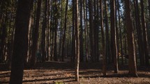 Morning Sun Shining Through Forest