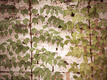 ivy on a wall with a vignette and vintage color effect
