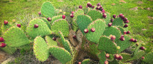 buds on a prickly pear cactus 