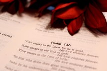 Psalm 136 and red flowers 