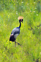 African Crowned Crane walking through a field of grass.
