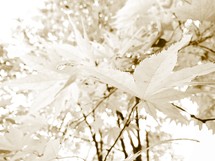 white Japanese Maple leaves 