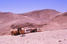 sheep in the desert 
