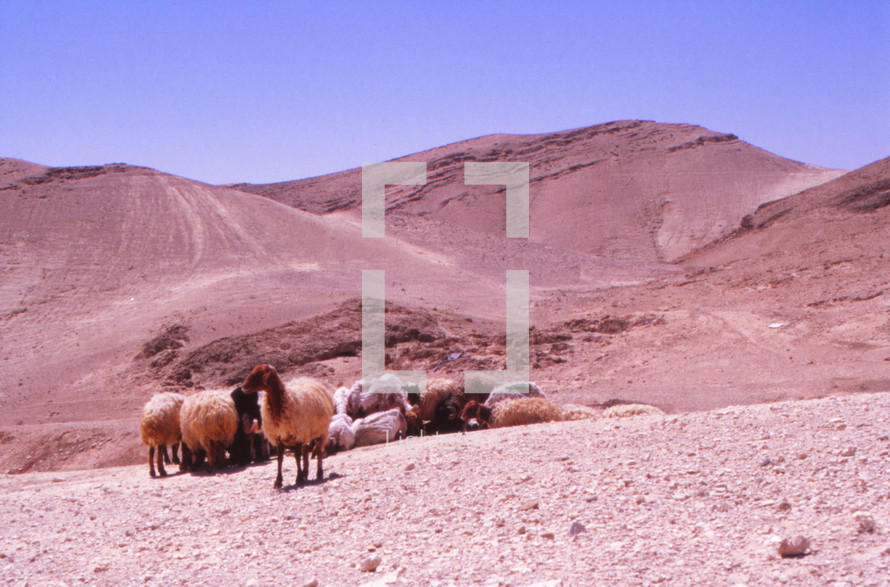 sheep in the desert 