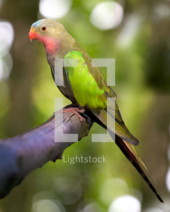 princess parakeet perched on a limb