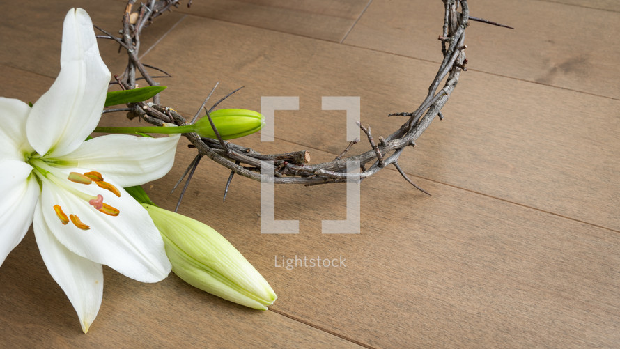 crown of thorns and white lily 