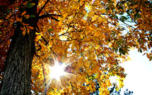 sunburst through branches of a fall tree 