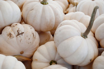 white mini pumpkins 