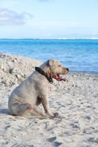 a dog resting in the sand on a beach 