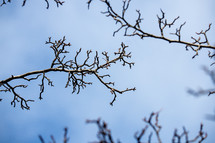 budding bare branches against a blue sky 