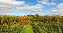 Fall Apple Orchard Aerial Flyover