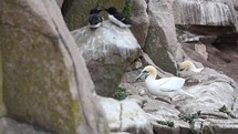 A Gannet Picking Plants for Nesting Material with It's Beak, Ireland