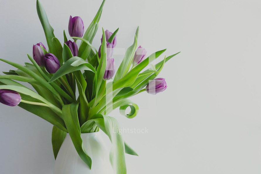 tulips in a vase on a white background 