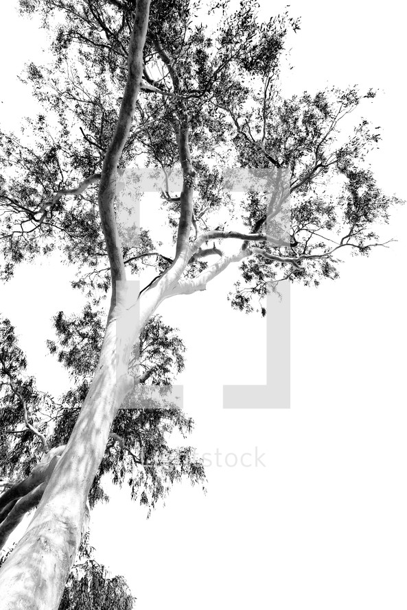 black and white tree against a clear sky 