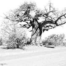 bare tree in South Africa 