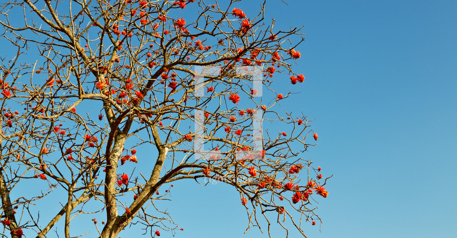 red blossoms on a tree in South Africa 