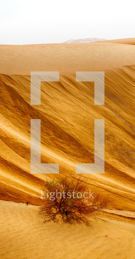 desert sand dunes in Oman 