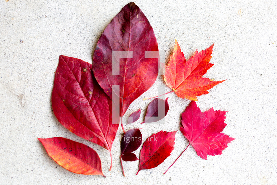 fall leaves flat lay