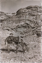 donkey on a desert mountainside 