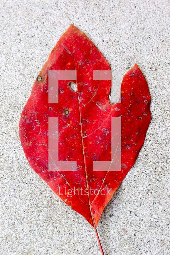 red fall leaf on concrete 