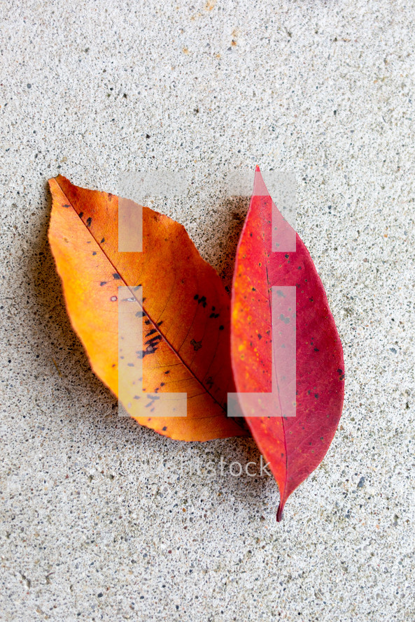 orange and red fall leaves on concrete 