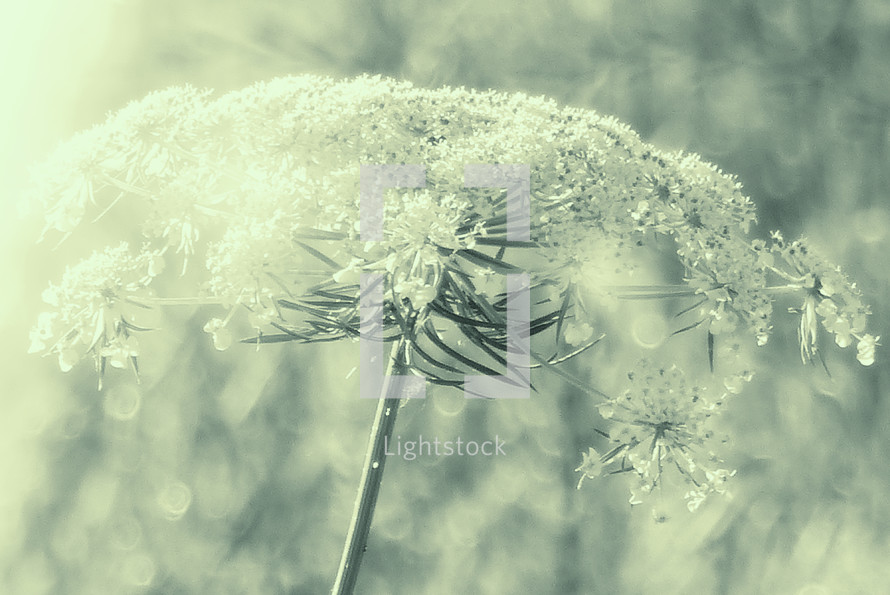 closeup of Queen Anne's lace flower with yellow green tints and soft blur background