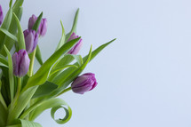 purple tulips in a vase 