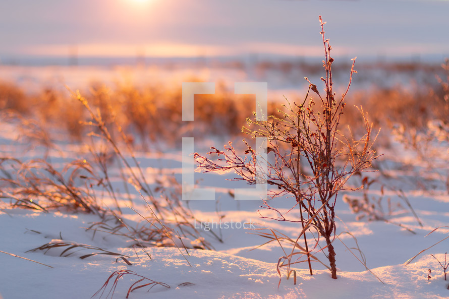 winter sunset and tall grasses 
