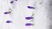 Vertical video of Snow melting and saffron crocus flower blooming in spring Time-lapse
