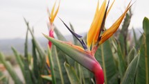 Stunning Bird of Paradise Flower