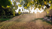Sunlight and bokeh with sprinkler in a yard